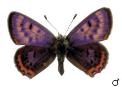 Lycaena helle (Denis & Schiffermüller, 1775) attēls