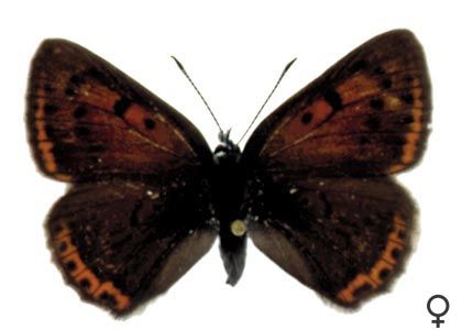 Lycaena hippothoe (Linnaeus, 1761) attēls