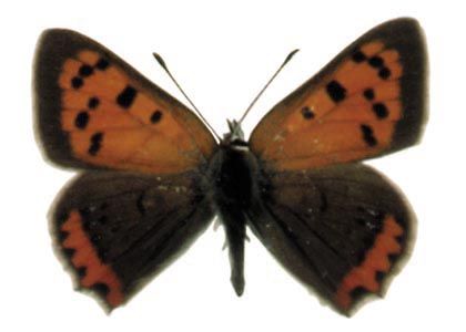 Lycaena phlaeas (Linnaeus, 1761) attēls