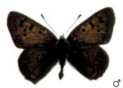 Lycaena tityrus (Poda, 1761) attēls