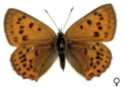 Lycaena virgaureae (Linnaeus, 1758) attēls