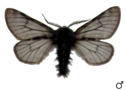 Lycia lapponaria (Boisduval, 1840) attēls