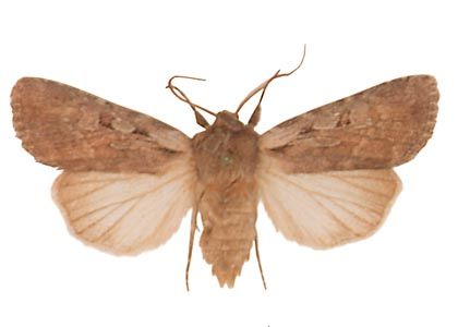 Lycophotia molothina (Esper, 1789) attēls