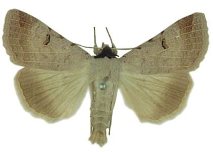 Lygephila craccae (Denis & Schiffermüller, 1775) attēls