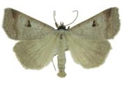 Lygephila pastinum (Treitschke, 1826) attēls