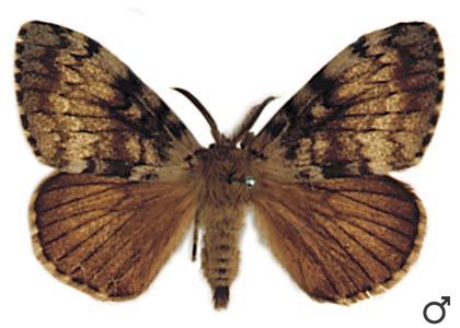 Lymantria dispar (Linnaeus, 1758) attēls