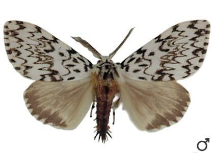 Lymantria monacha (Linnaeus, 1758) attēls
