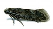 Lypusa maurella (Denis & Schiffermüller, 1775) attēls