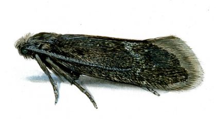 Lypusa maurella (Denis & Schiffermüller, 1775) attēls