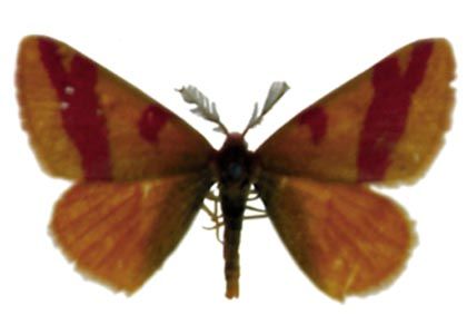 Lythria cruentaria (Hufnagel, 1767) attēls