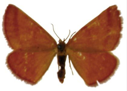 Lythria purpuraria (Linnaeus, 1758) attēls