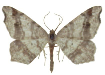 Macaria alternata (Denis & Schiffermüller, 1775) attēls