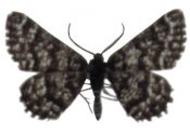 Macaria carbonaria (Clerck, 1759) attēls