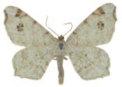 Macaria notata (Linnaeus, 1758) attēls