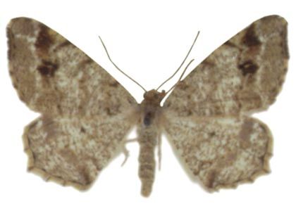 Macaria signaria (Hübner, 1809) attēls