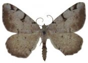 Macaria wauaria (Linnaeus, 1758) attēls