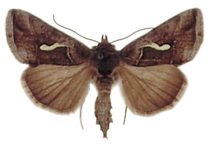 Macdunnoughia confusa (Stephens, 1850) attēls