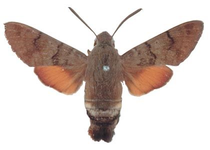 Macroglossum stellatarum (Linnaeus, 1758) attēls