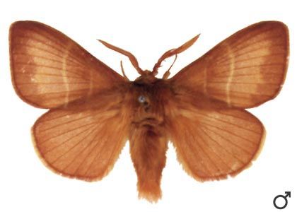 Macrothylacia rubi (Linnaeus, 1758) attēls
