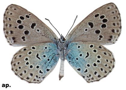 Maculinea arion (Linnaeus, 1758) attēls