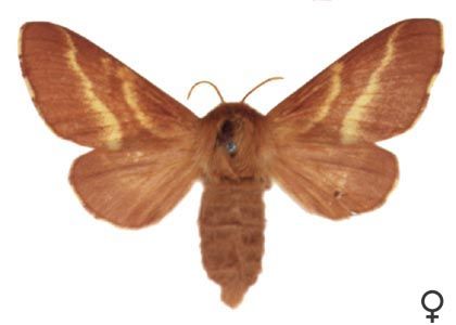 Malacosoma castrensis (Linnaeus, 1758) attēls