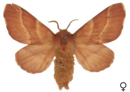 Malacosoma neustria (Linnaeus, 1758) attēls