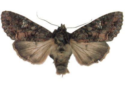 Mamestra brassicae (Linnaeus, 1758) attēls