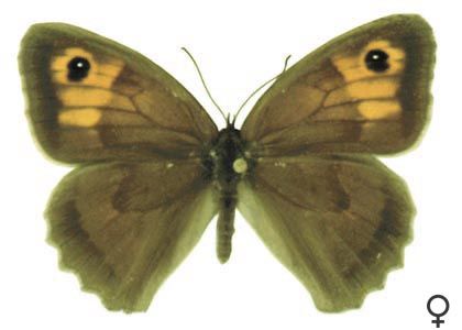 Maniola jurtina (Linnaeus, 1758) attēls