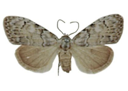 Meganola strigula (Denis & Schiffermüller, 1775) attēls