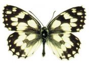 Melanargia galathea (Linnaeus, 1758) attēls