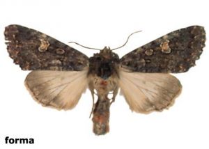 sūreņu dārzpūcīte attēls