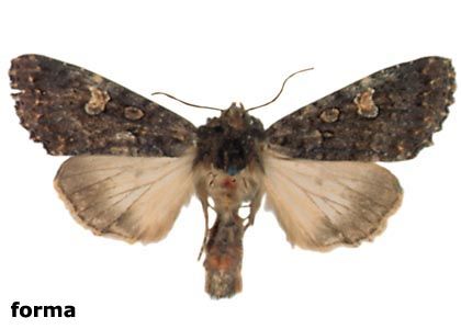 Melanchra persicariae (Linnaeus, 1761) attēls