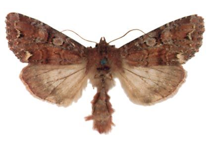 Melanchra pisi (Linnaeus, 1758) attēls