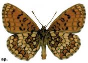 Melitaea athalia (Rottemburg, 1775) attēls