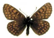 Melitaea aurelia Nickerl, 1850 attēls