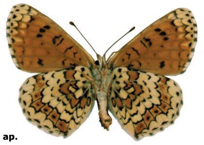 Melitaea cinxia (Linnaeus, 1758) attēls