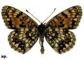 Melitaea diamina (Lang, 1789) attēls