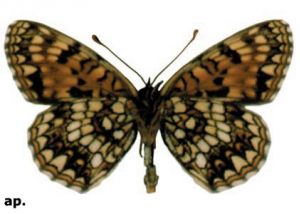 baldriānu pļavraibenis attēls