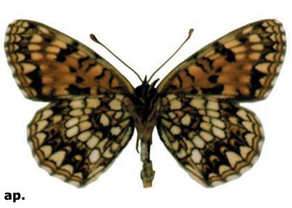 Melitaea diamina (Lang, 1789) attēls