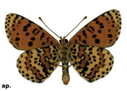 Melitaea didyma (Esper, 1778) attēls