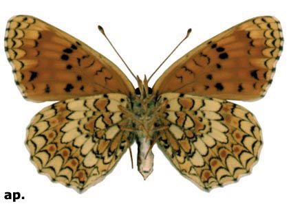 Melitaea phoebe (Denis & Schiffermüller, 1775) attēls