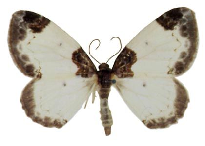 Mesoleuca albicillata (Linnaeus, 1758) attēls