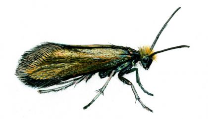 Micropteryx calthella (Linnaeus, 1761) attēls