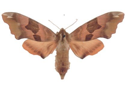 Mimas tiliae (Linnaeus, 1758) attēls