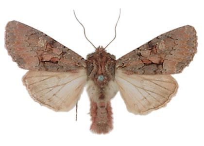 Mniotype adusta (Esper, 1790) attēls