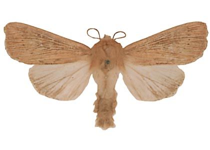 Mythimna obsoleta (Hübner, 1803) attēls