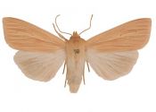 Mythimna pallens (Linnaeus, 1758) attēls