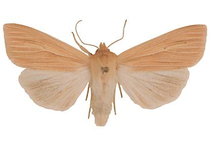 Mythimna pallens (Linnaeus, 1758) attēls