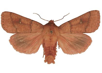 Mythimna turca (Linnaeus, 1761) attēls