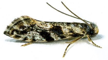 Nemapogon granella (Linnaeus, 1758) attēls